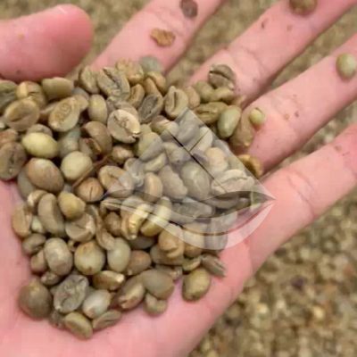 robusta jabar comm grade